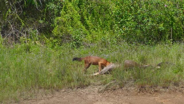 Asian Wild Dog, Dhole  eating deer carcass in a meadow near the river.