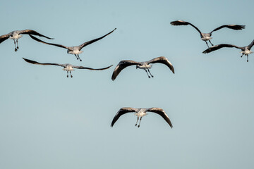 Flying flock of flamingo's in the sky 