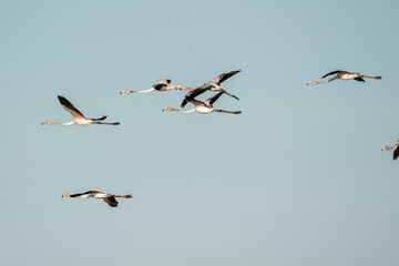 Flying flock of flamingo's in the sky 