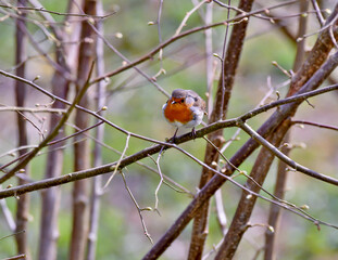 robin on a branch in spring