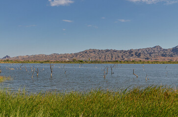 Topock Bay scenic view from Catfish Paradise Day Use Area (Mohave county, Arizona)