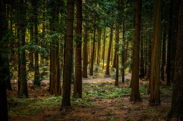 Obraz premium Wanderweg im Arboretum Burgholz
