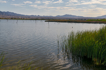 Topock Bay scenic view from Catfish Paradise Day Use Area (Mohave county, Arizona)