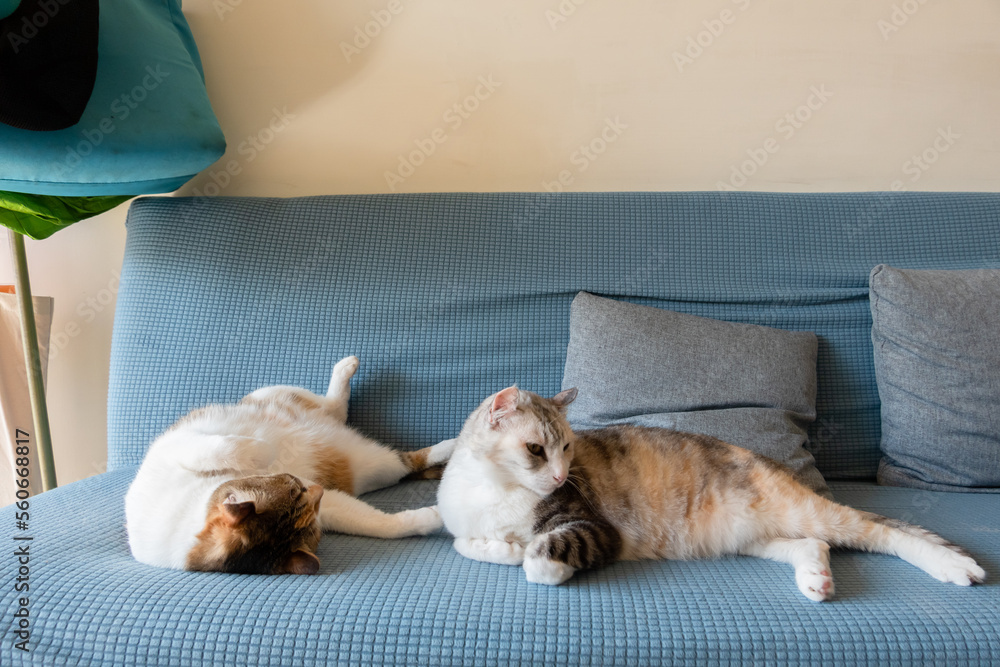 Canvas Prints cute cat sit with her mother