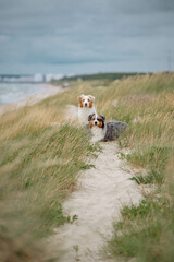 Australian Shepherds resting on the sea