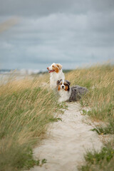 Australian Shepherds resting on the sea