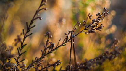 Macro de tiges de bruyère sauvages, dans la forêt des Landes de Gascogne
