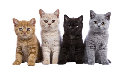 Row of four British Shorthair cat kittens sitting beside each other. All looking towards camera. Isolated cutout on a transparent background. - Powered by Adobe