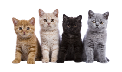 Row of four British Shorthair cat kittens sitting beside each other. All looking towards camera. Isolated cutout on a transparent background.
