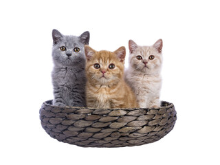 Row of five British Shorthair cat  kittens sitting beside each other in basket. All looking towards camera. Isolated cutout on a transparent background.