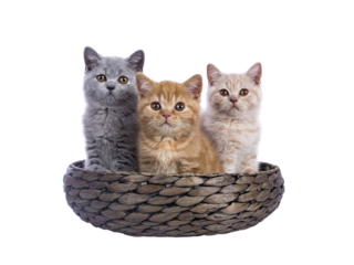 Row of five British Shorthair cat  kittens sitting beside each other in basket. All looking towards camera. Isolated cutout on a transparent background.