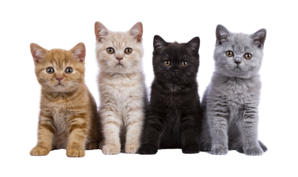 Row of four British Shorthair cat kittens sitting beside each other. All looking towards camera. Isolated cutout on a transparent background.
