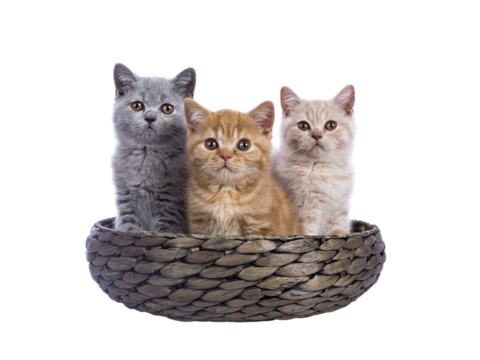 Row of five British Shorthair cat  kittens sitting beside each other in basket. All looking towards camera. Isolated cutout on a transparent background.