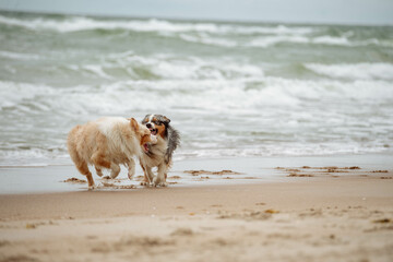 Australian Shepherds resting on the sea