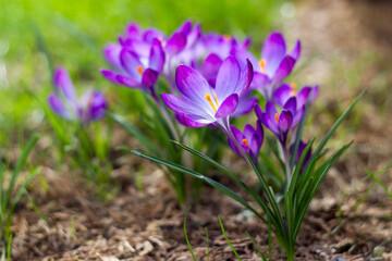 crocus - one of the first spring flowers in the garden