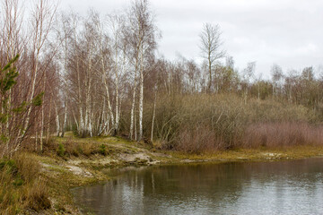 Landscape in the National Park Maasduinen in the Netherlands