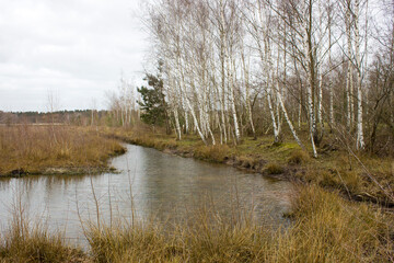 Landscape in the National Park Maasduinen in the Netherlands