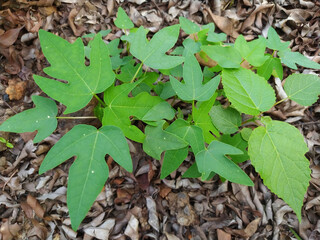 leaves with brow soil background