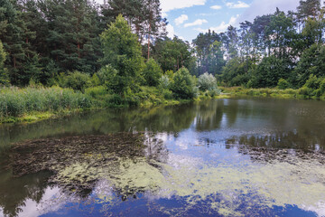 Korabiewka rivulet in Puszcza Bolimowska - Bolimow Forest - forest complex on the edge of Masovia...