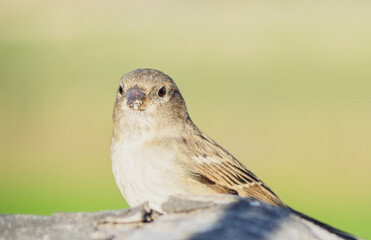 sparrow bird close-up