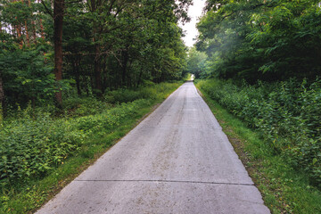 Road in Puszcza Bolimowska - Bolimow Forest - forest complex on the edge of Masovia and Lodz Province of Poland