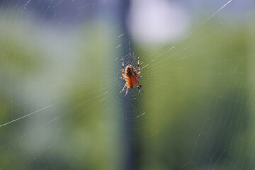 Spider weaving a web on a balcony