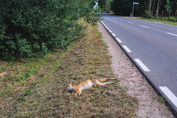A fox killed by a car in Poland