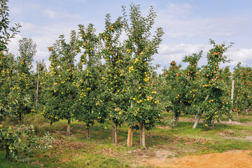 Fototapeta na wymiar Apple tree orchard near Tarczyn city, Piaseczno County in Poland
