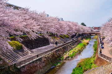 石神井川沿いの満開の桜並木（2022年4月）