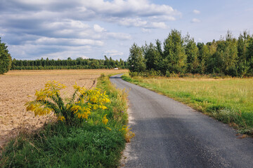 Country road in Dworzno village near Mszczonow city, Zyrardow County, Poland