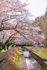桜咲く善福寺川の風景（2022年4月）