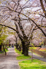 桜咲く善福寺川の風景（2022年4月）