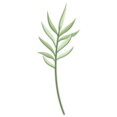 Fototapeta premium Wildflower Illustration. Floral Isolated