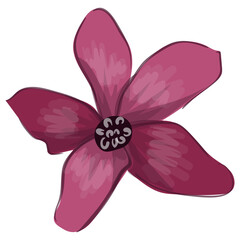Wildflower Illustration. Floral Isolated