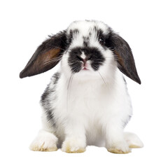 Cute black and white baby rabbit, sitting up facing front. Looking towards camera. Isolated cutout...