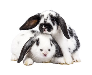 Two cute black and white baby rabbits, sitting up together facing front. Looking towards camera. Isolated cutout on a transparent background. © Nynke