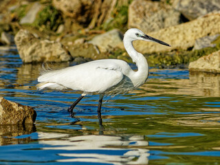 little egret in water