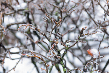 winter nature season with frozen twig. selective focus. winter nature with frozen plant.