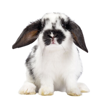 Cute black and white baby rabbit, sitting up facing front. Looking towards camera. Isolated cutout on a transparent background.