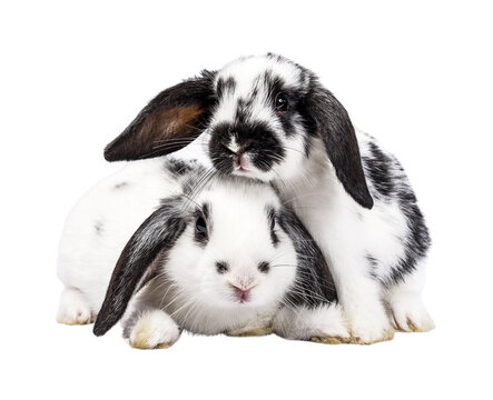 Two cute black and white baby rabbits, sitting up together facing front. Looking towards camera. Isolated cutout on a transparent background.
