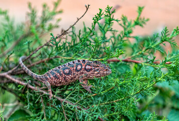 Carpet chameleon (Furcifer lateralis), also known as the white-lined chameleon, is a species of endemic chameleon, Ranomafana National Park, Madagascar wildlife animal © ArtushFoto
