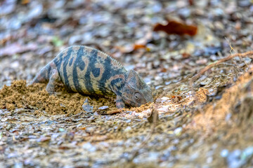 Furcifer nicosiai is a large endemic species of chameleon, a lizard in the family Chamaeleonidae, Female digs a hole in which she will lay her eggs. Tsingy de Bemaraha, Madagascar wildlife animal.