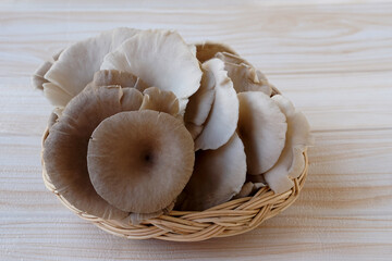 Fresh oyster mushrooms in wicker basket. Prepare for cooking. Concept, healthy food. Organic agriculture crops. Food ingredient that can be cooked in various delicious menu     