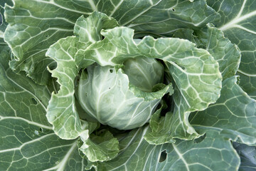 White cabbage in the garden. Fresh ground-cabbage close-up.