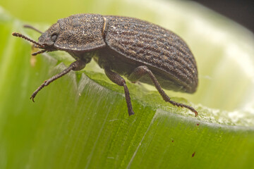 A darkling tenebrionid perch on plants in the wild, North China
