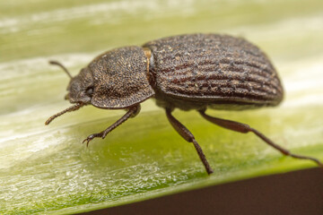 A darkling tenebrionid perch on plants in the wild, North China