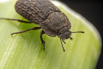 A darkling tenebrionid perch on plants in the wild, North China