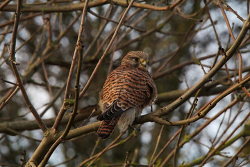 A beautiful animal portrait of a Kestrel perched on a tree. This Bird of prey was captured at Lunt Meadow Nature Reserve in Liverpool, England.