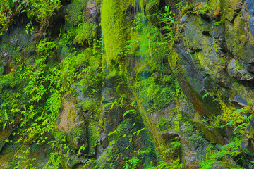 Beautiful green moss on the floor, moss closeup