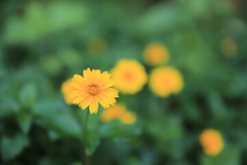 a Blooming yellow flower in the field on a sunny day